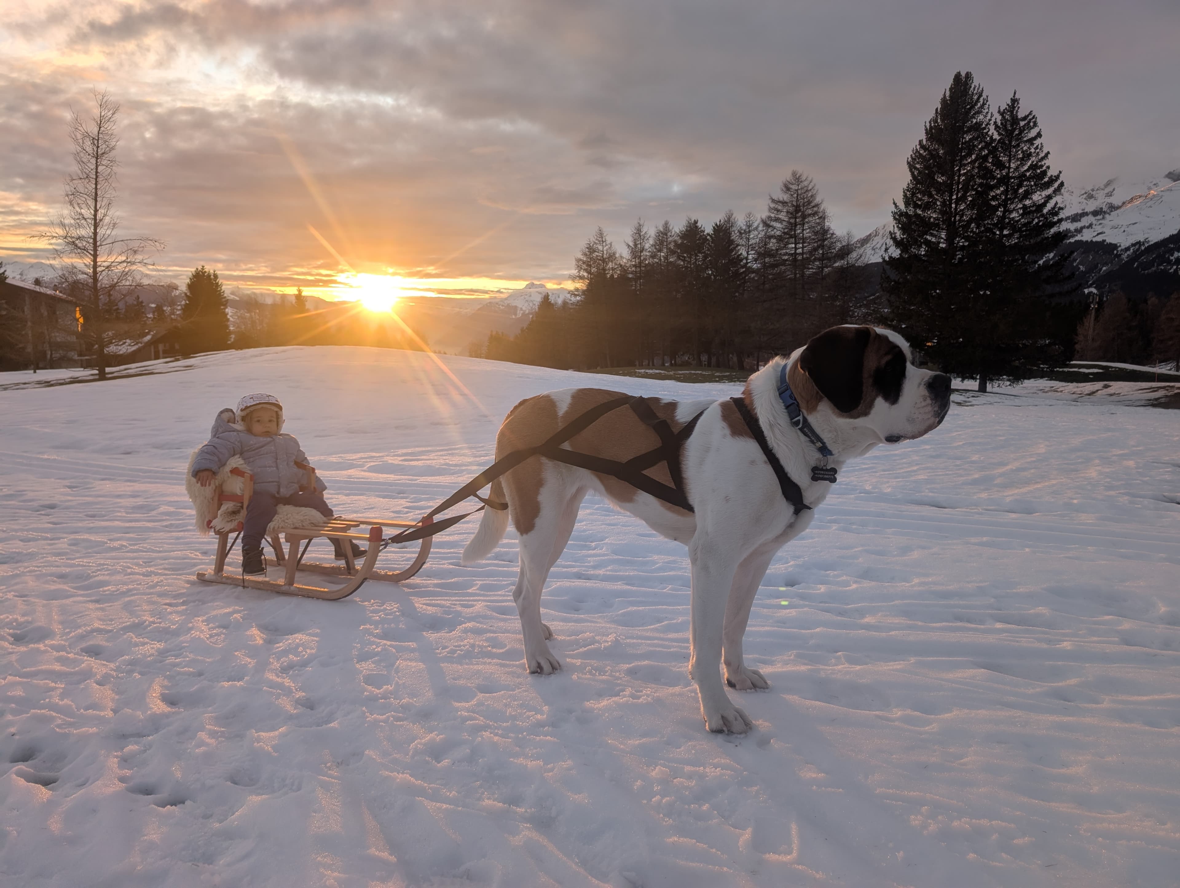 St-Bernard dog winetr walks